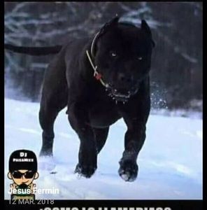 Meet your Posher, Jesus